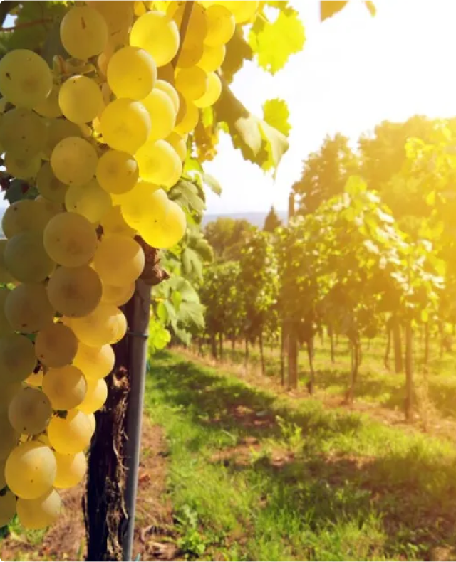 Идеальная <strong>форма</strong> Воплощение высокого качества